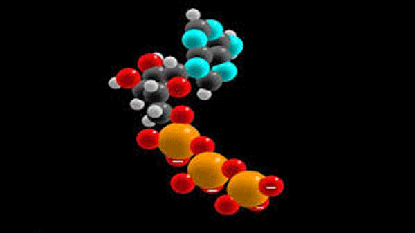 молекулы АТФ